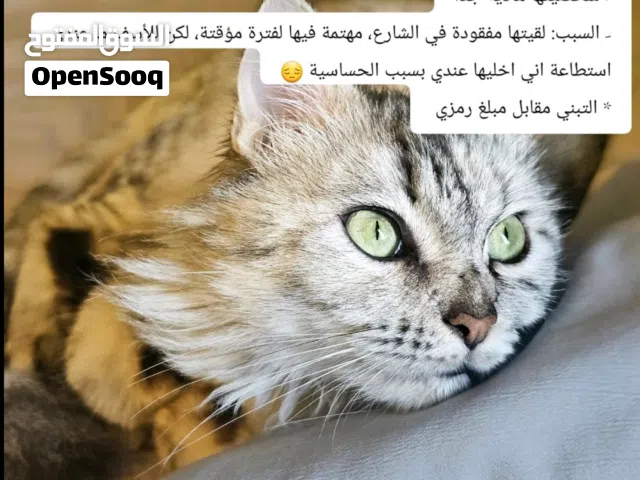 قطة للتبني / جدة