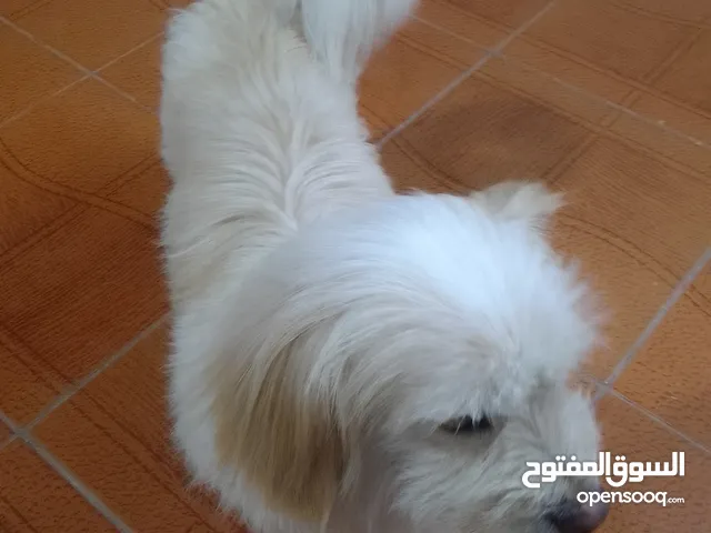 كلب لتزاوج