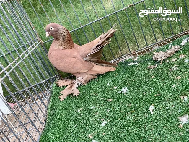 انثى روسي مخوصة استيراد ايطاليا
