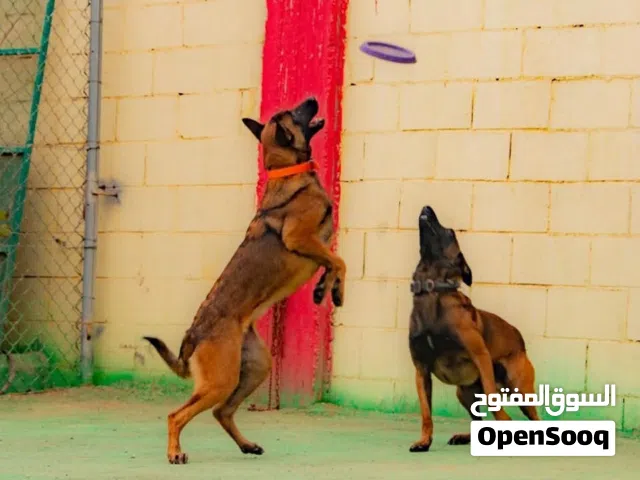 راعي البلجيكي ..متاح جراء بلجم مالينو للحراسه مستوى عالي ذكور واناث..مع جميع المطاعيم