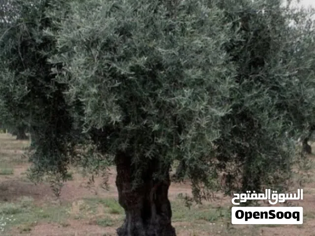 Farm Land for Sale in Irbid Hartha