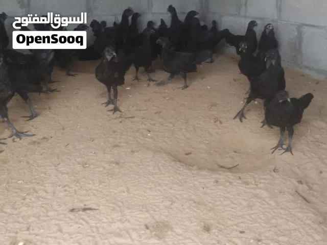 دجاج الاندونيسي الاسود البيور