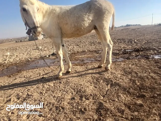 حمار ابيض صليبي للبيع