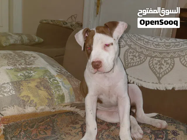 بيتبول ارجنتينى