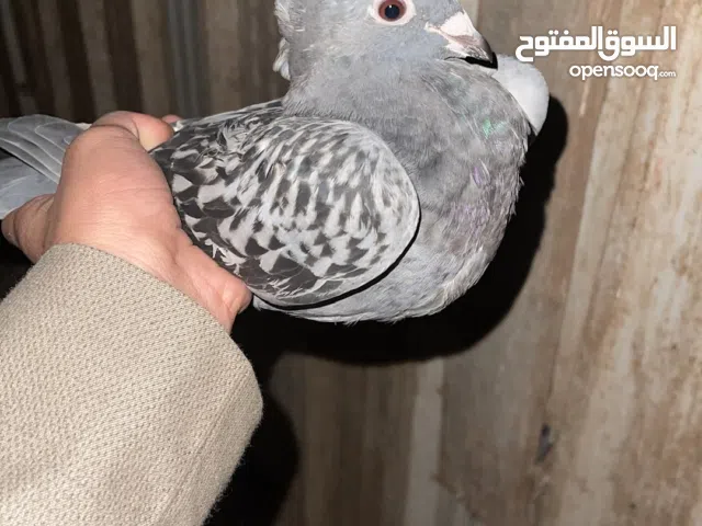 حمام زاجل ملاوين الحبه على بيع جمله فقط الحبه على 1:250