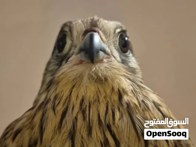 للبيع شرياص