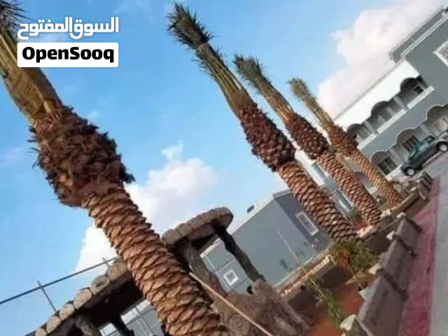 نخيل مثمر من مزارع الكرامه