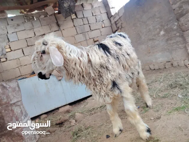 نعجه عمر 9 اشهر معا خروف مضرب عله عوسي عمر 8 اشهر خرفان بيت يفيدن ذبح او تربيه أليفات بصحا جيده سمان