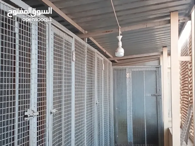 هنجر بركس مع اقفاص قفاص للكلاب ويصلح لجميع الطيور الحيوانات