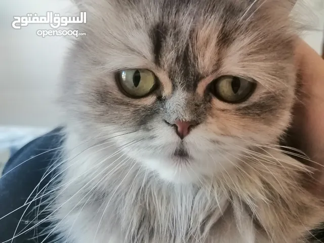 قطط لون رمادي للبيع بسعر 35