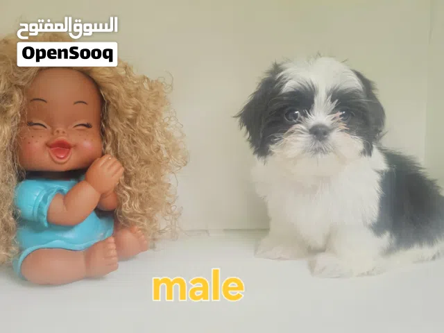 shihtzu peur شيتزو ييور