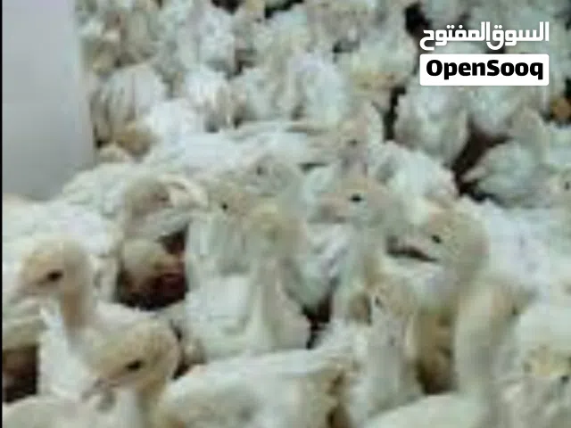 مطلوب افراخ فسيفس كندي ابيض و افراخ دجاج لوهمان براون .المكان بابل جبله