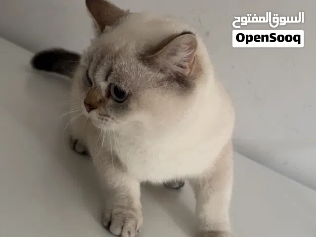 قطة للبيع النوع : بريتش بلو بوينت