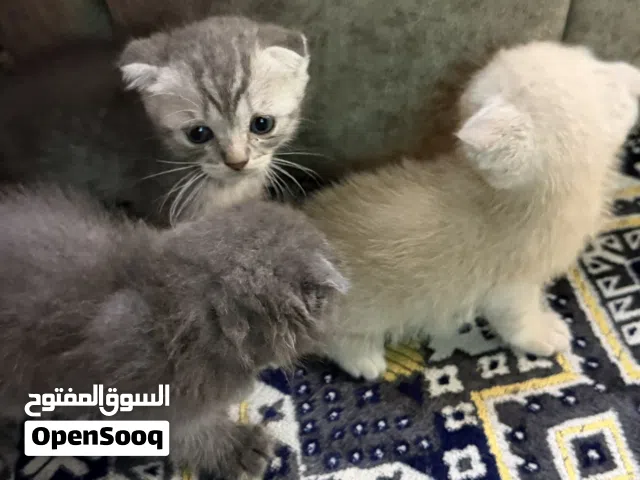 قطط صغيرهه سكوتش فولد وهملايا