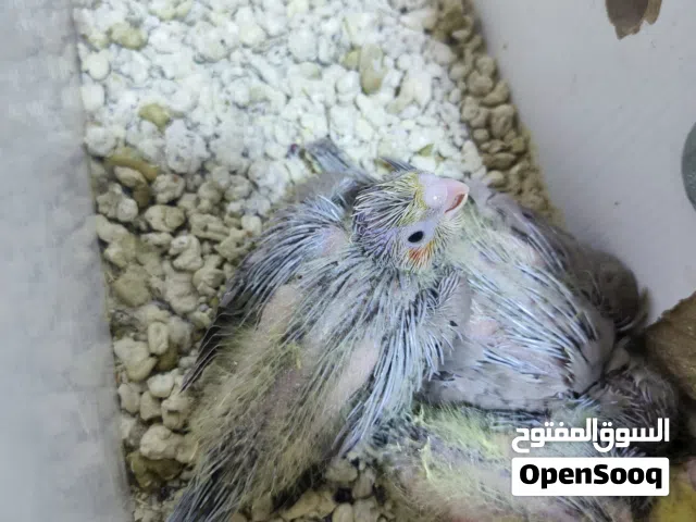 افراخ كوكتيل تبزير عراقي
