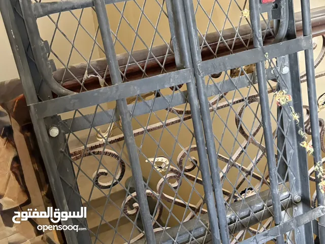 شبكة حديد سياره 4x4 جديد استخدام مره واحد فقط (غير قابل للتفاوض)