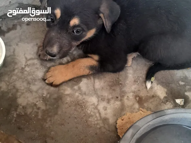 روس ميكس انثى للبيع