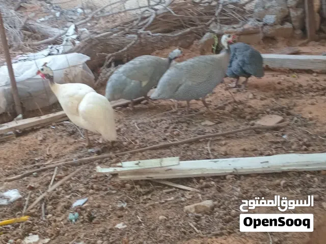 دجاج فرعوني الله يبارك مكينة ف دحي