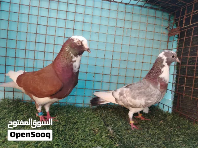 حمام برمنجهام للبيع