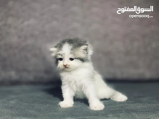 قطط هيمالايا