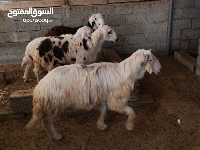 فحول عدد 4 خرفان و عدد 1 تيس