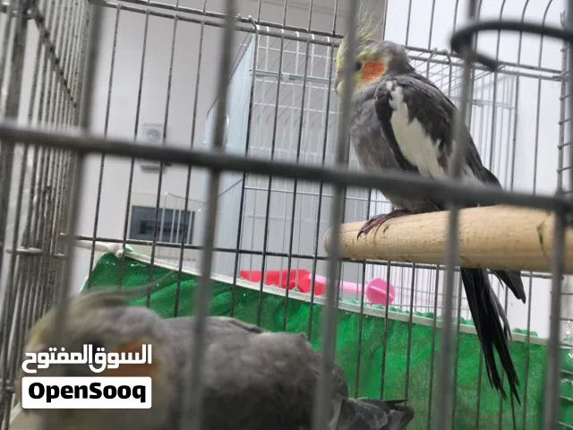 كوكتيل للبيع