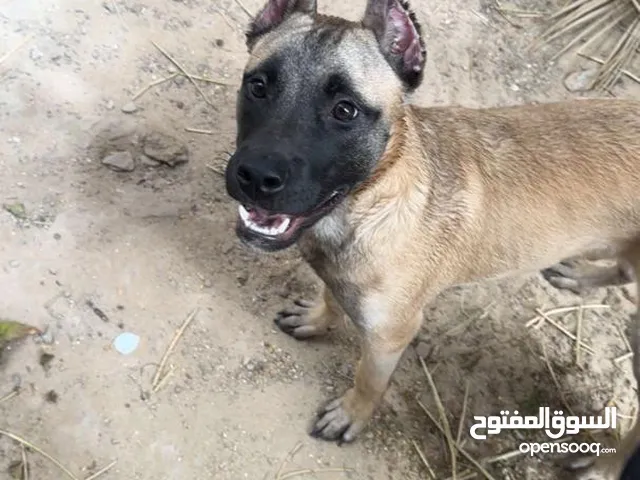 كلاب بيتبول
