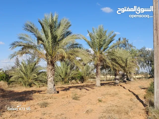 Farm Land for Sale in Zawiya Other