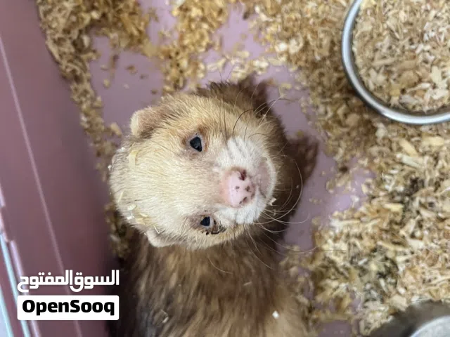 نمس اليف