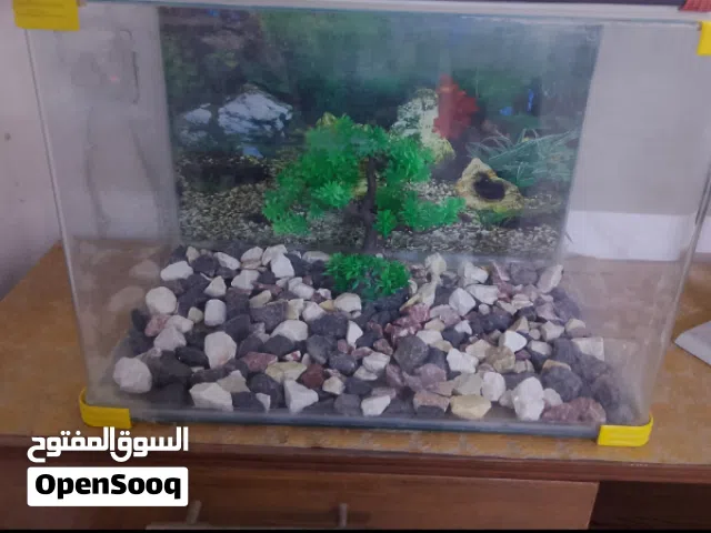 حوض سمك نظيف جدا