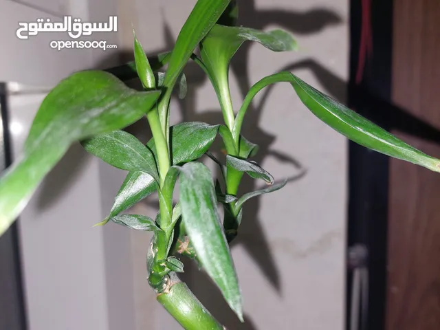 للبيع بيت شعبي محور تجاري العين منطقة الجيمي على الشارع الرئيسي ..........................