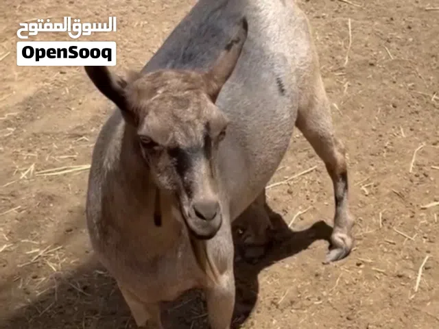 تيس كريمي محلي ( صلالي )