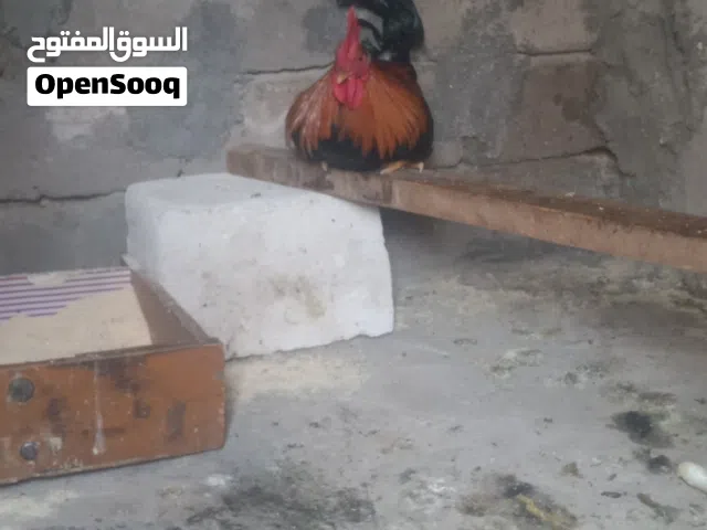 ديج شمسي 2اريد ابيع واحد