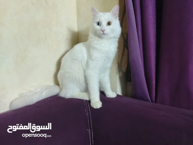 قطة انثى مطعمة نضيفة