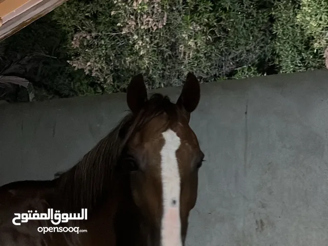 خيل عربي للبيع
