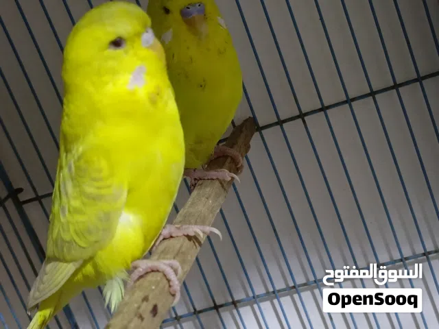 طيور حب نصاص