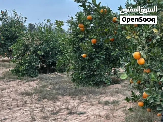 Farm Land for Sale in Ajaylat Other