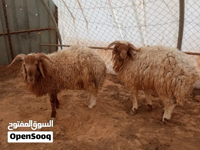 خرفان 2عمر 9 شهور اوزان فوق 45 سوم الخاروف 255 قراقير عدد3 عمر 10 شهور اوزان فوق 35 سوم القرقور 230