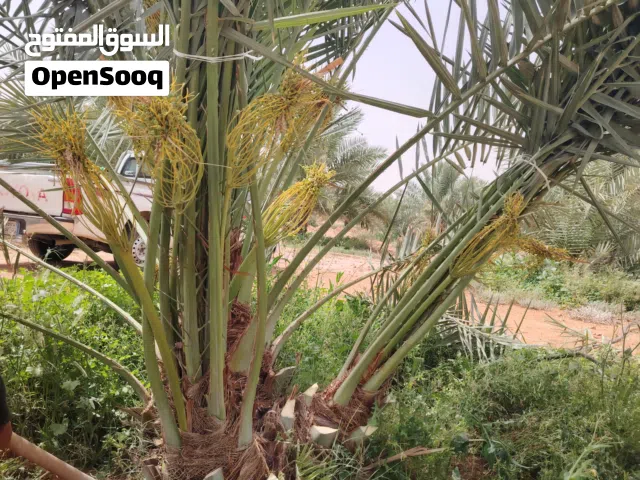 نخل نخيل فسايل فروخ جثايث صقعي مجدول عنبره عجواه برحي سكري يتوفر