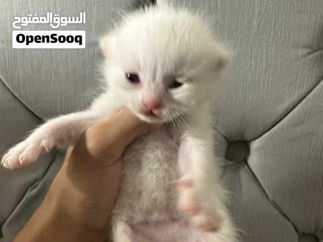 قطط سكوتش فولد شيرازي
