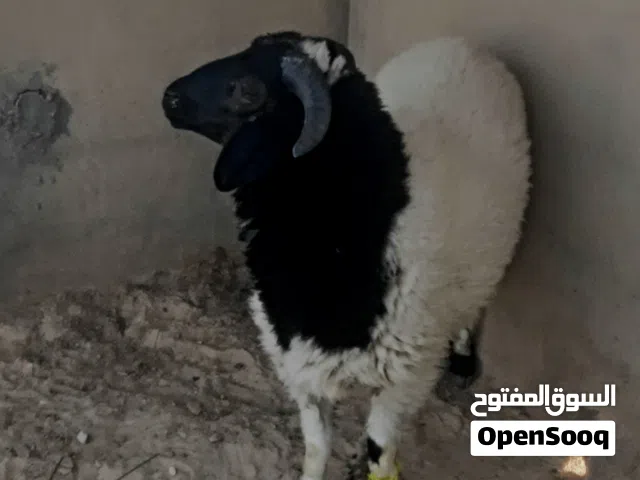 خروف وطني ممتاز