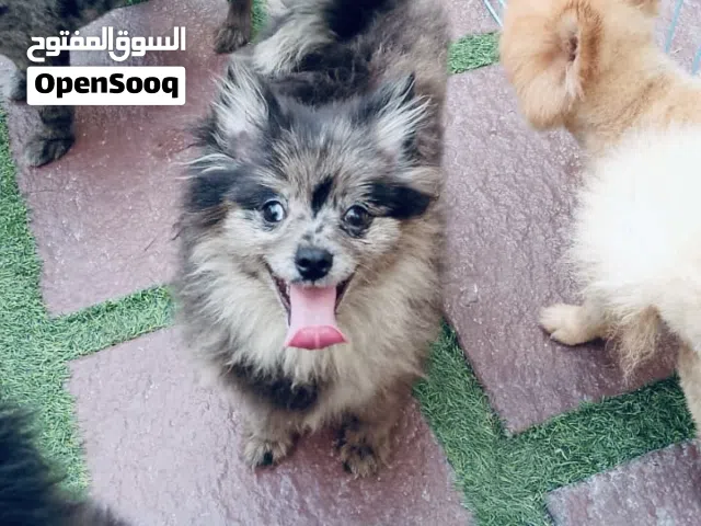 ذكر بوميرينيان