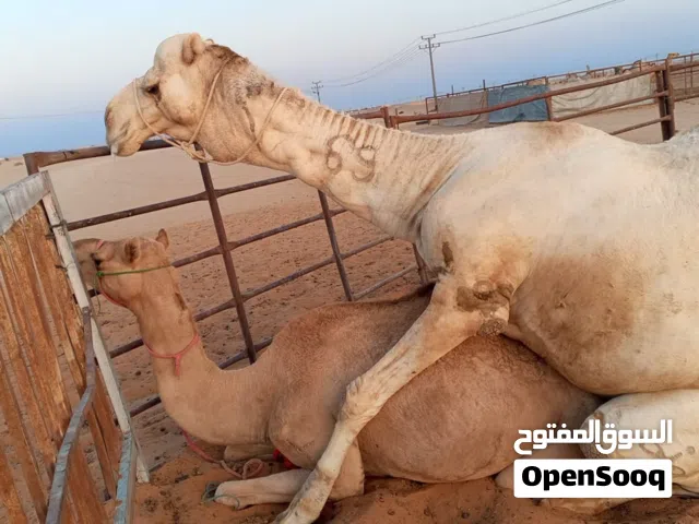 ناقة منتج أول