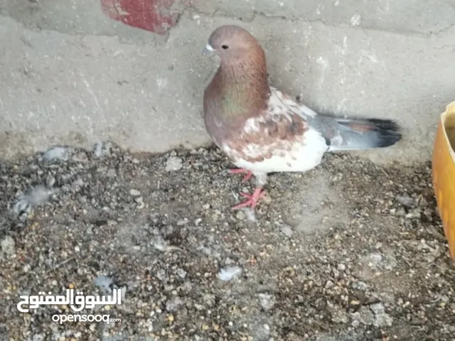 السلام عليكم زوجين تور مساء للبيع