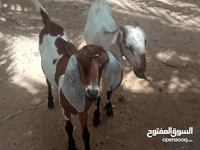 2عراسي سوريات السن ثنيات اااااااااااااااااااااااااااات .. . . . . . .ااااااااااااااا . ... . . . . .
