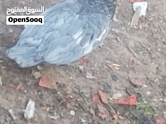 بط لون رصاصي