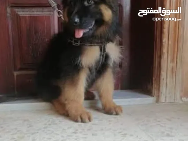 عايز كلب جيرمن