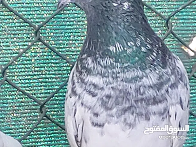 highfly Pakistani pigeon available