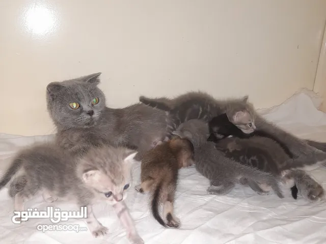 انثي باولادها بلو فولد منتجة