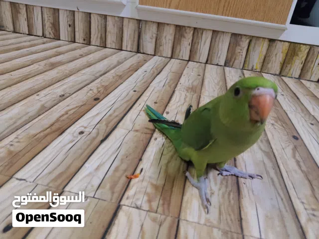 متوه دره اخضر الصحه جيده